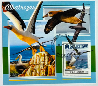 Aršík Mozambik - albatrosi