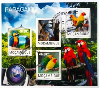 Aršík Mozambik - papoušci