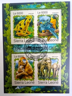 Aršík Sierra Leone - divoká fauna