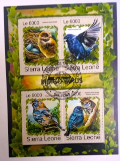 Aršík Sierra Leone - ptáci