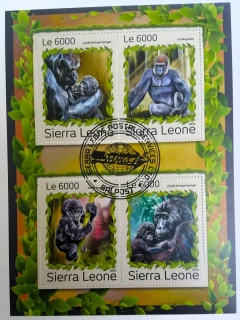 Aršík Sierra Leone - opice