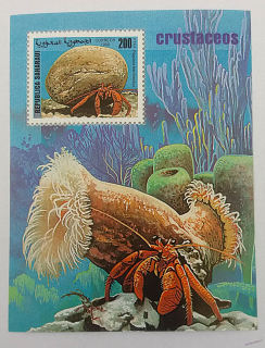 Aršík - Saharaui - krabi - čistý