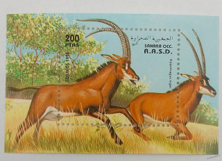 Aršík mini - Sahara OCC - divoká fauna - čistý