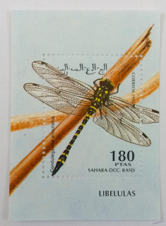 Aršík mini - Sahara OCC - hmyz - čistý