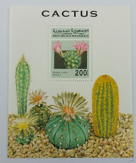 Aršík - Saharaui - kaktus - čistý