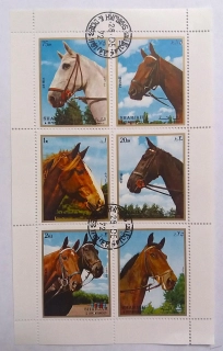 Aršík - Sharjah - koně
