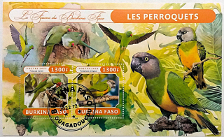 Aršík Burkina Faso - papoušci