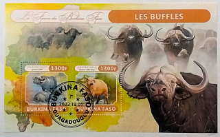 Aršík Burkina Faso - buvoli