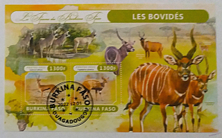 Aršík Burkina Faso - gazely